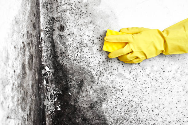 Biohazard Mold Removal in Bassett, VA